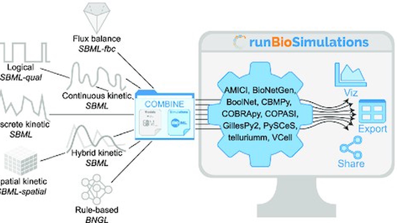 RunBioSimulations: an extensible web application that simulates a wide range of computational modeling frameworks, algorithms, and formats